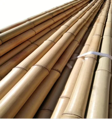 Canne en bambou Moso pour la décoration et la construction